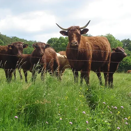 Farm stay Chez Marraine Sauvat